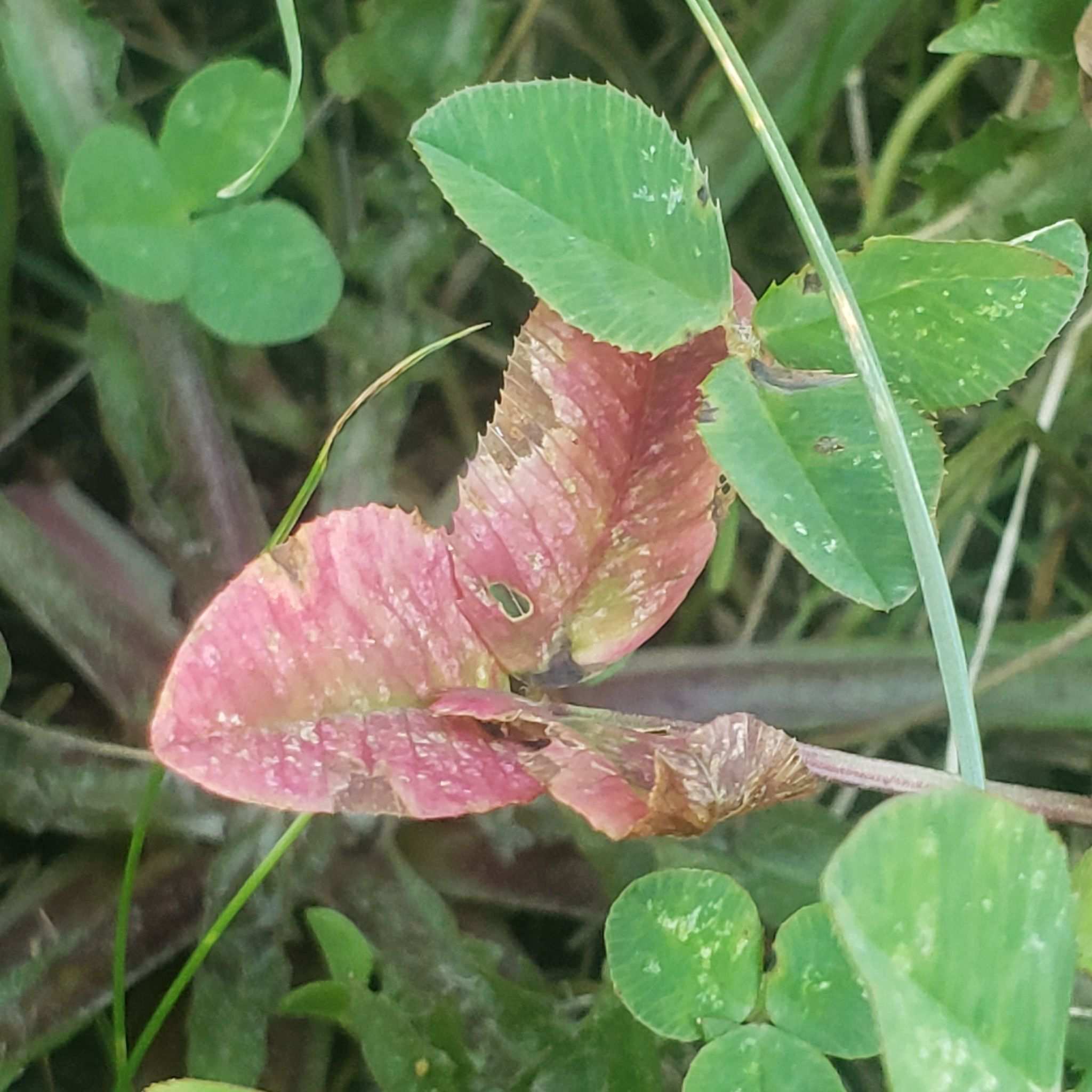 Soybean dwarf virus