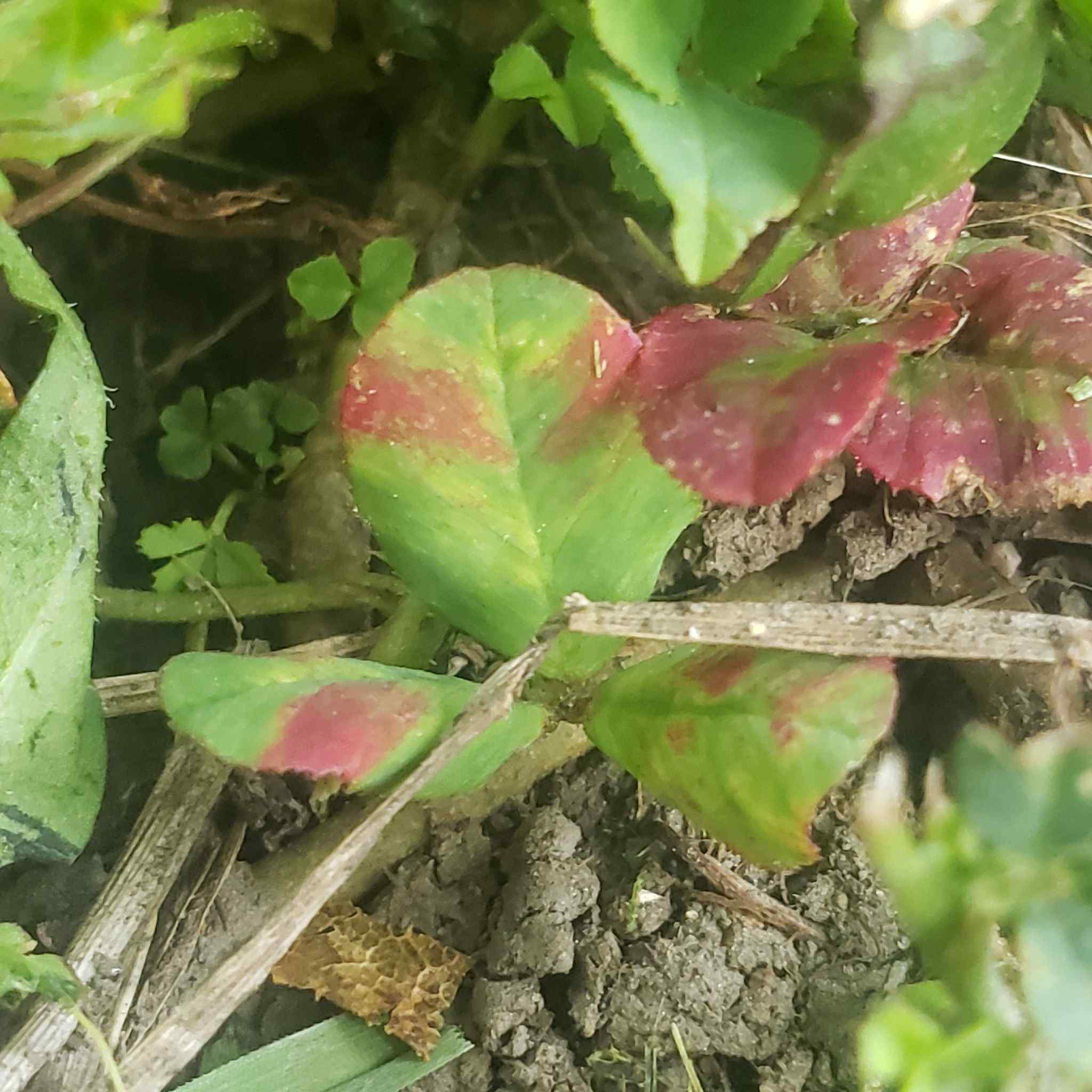 Soybean dwarf virus