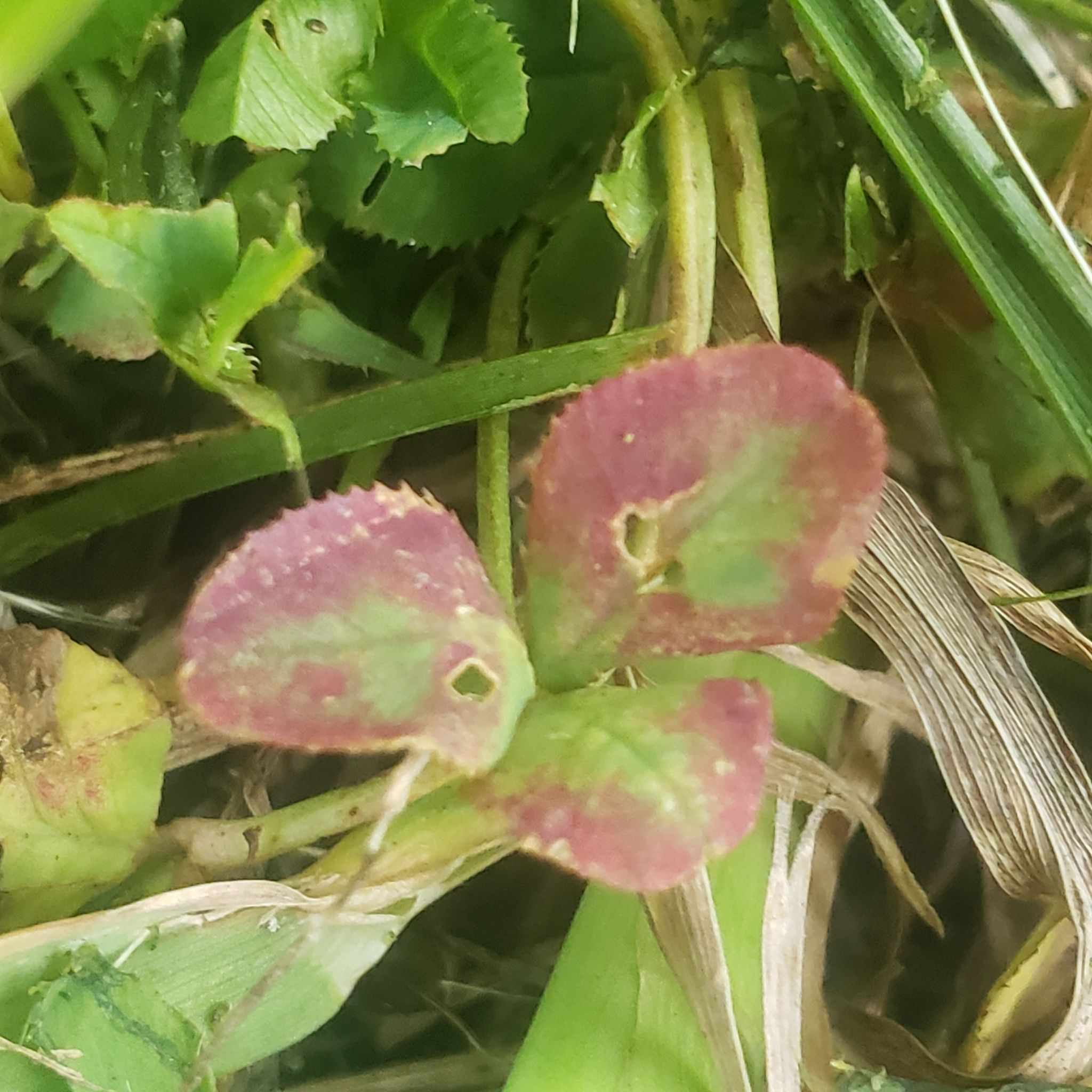 Soybean dwarf virus
