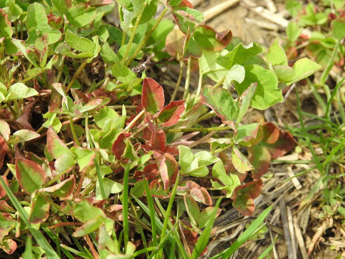 Soybean dwarf virus