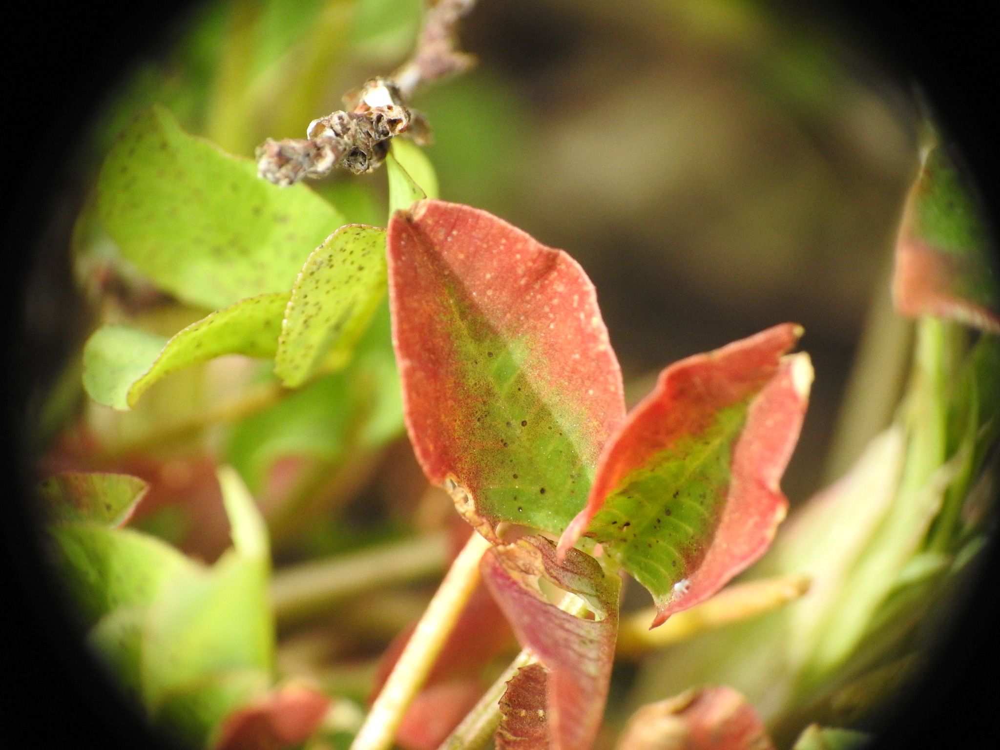 Soybean dwarf virus