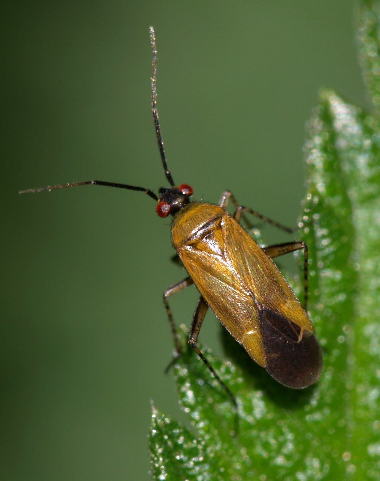 Plagiognathus arbustorum