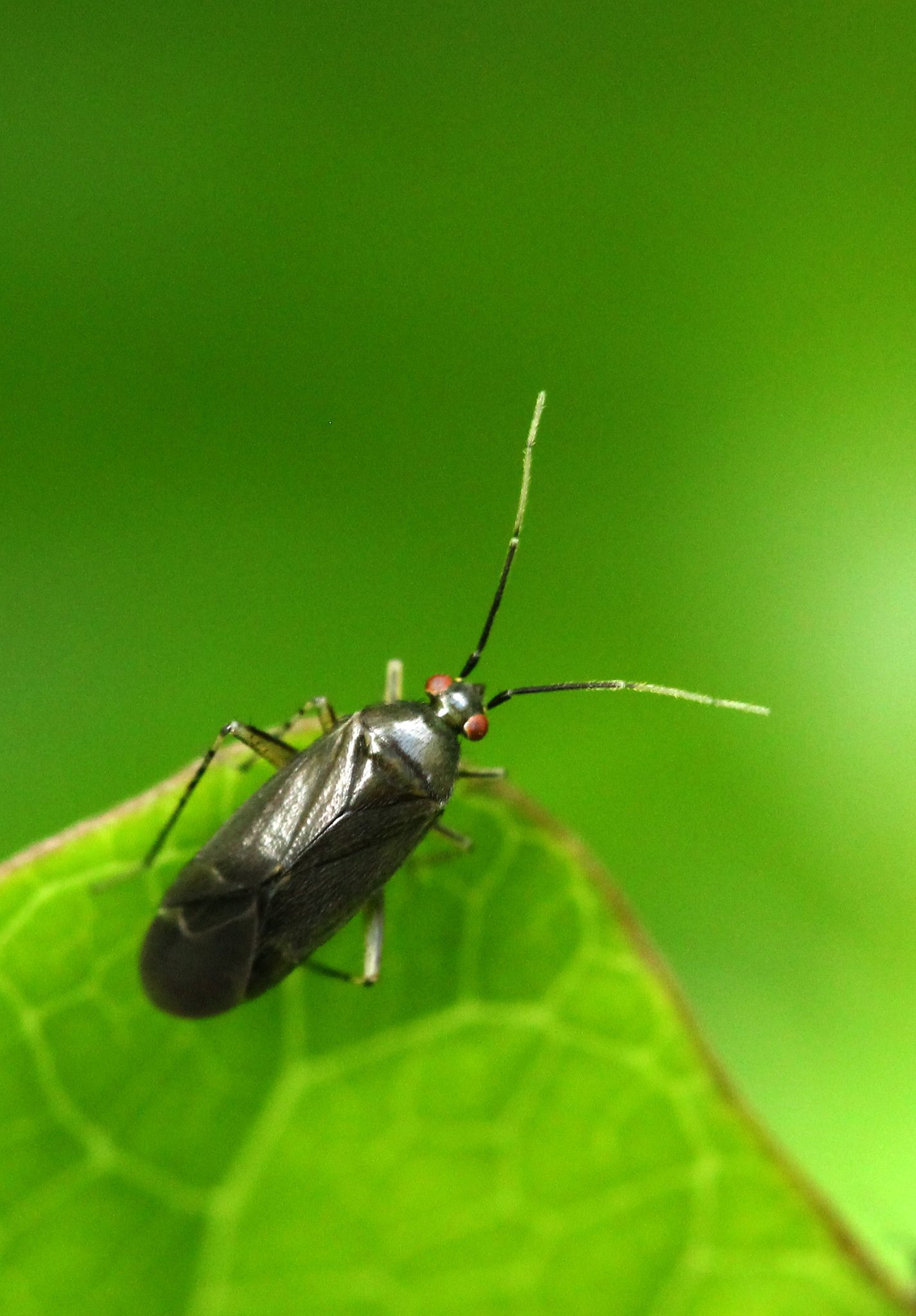 Plagiognathus arbustorum