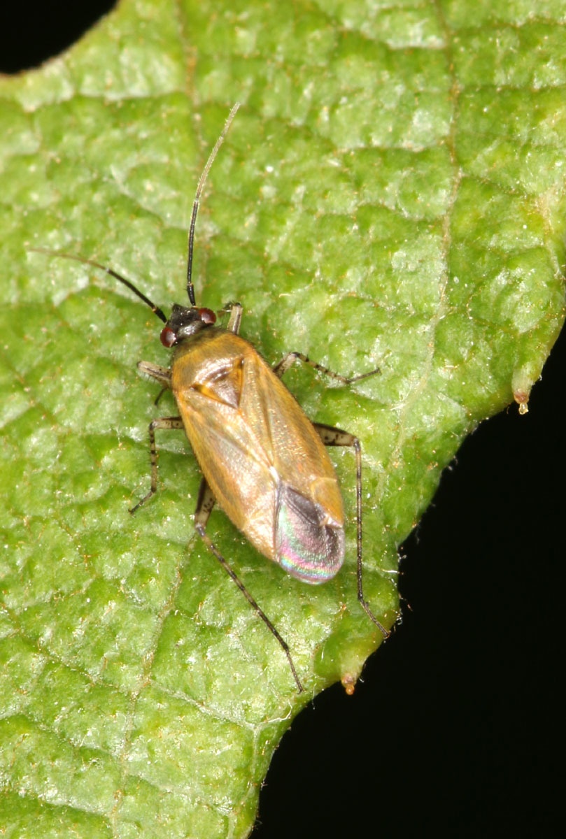 Plagiognathus arbustorum