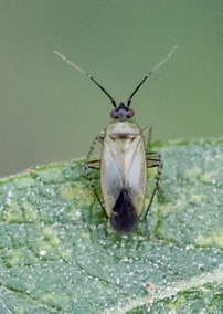 Plagiognathus arbustorum