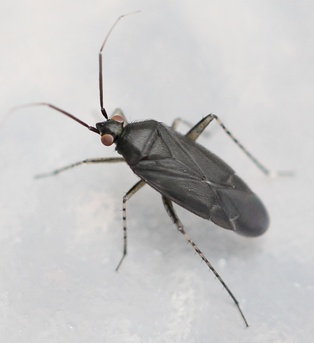 Plagiognathus arbustorum
