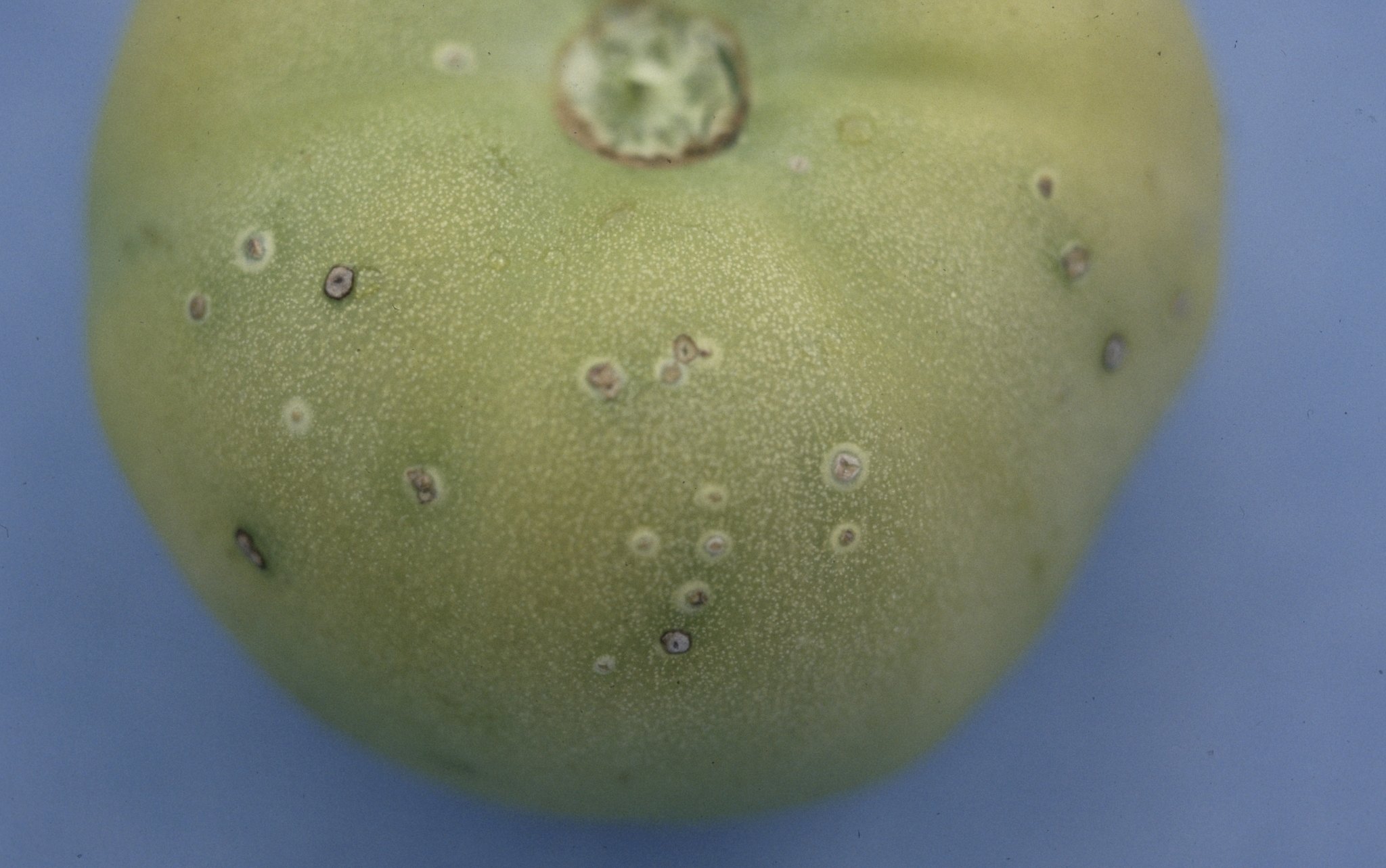 Clavibacter michiganensis