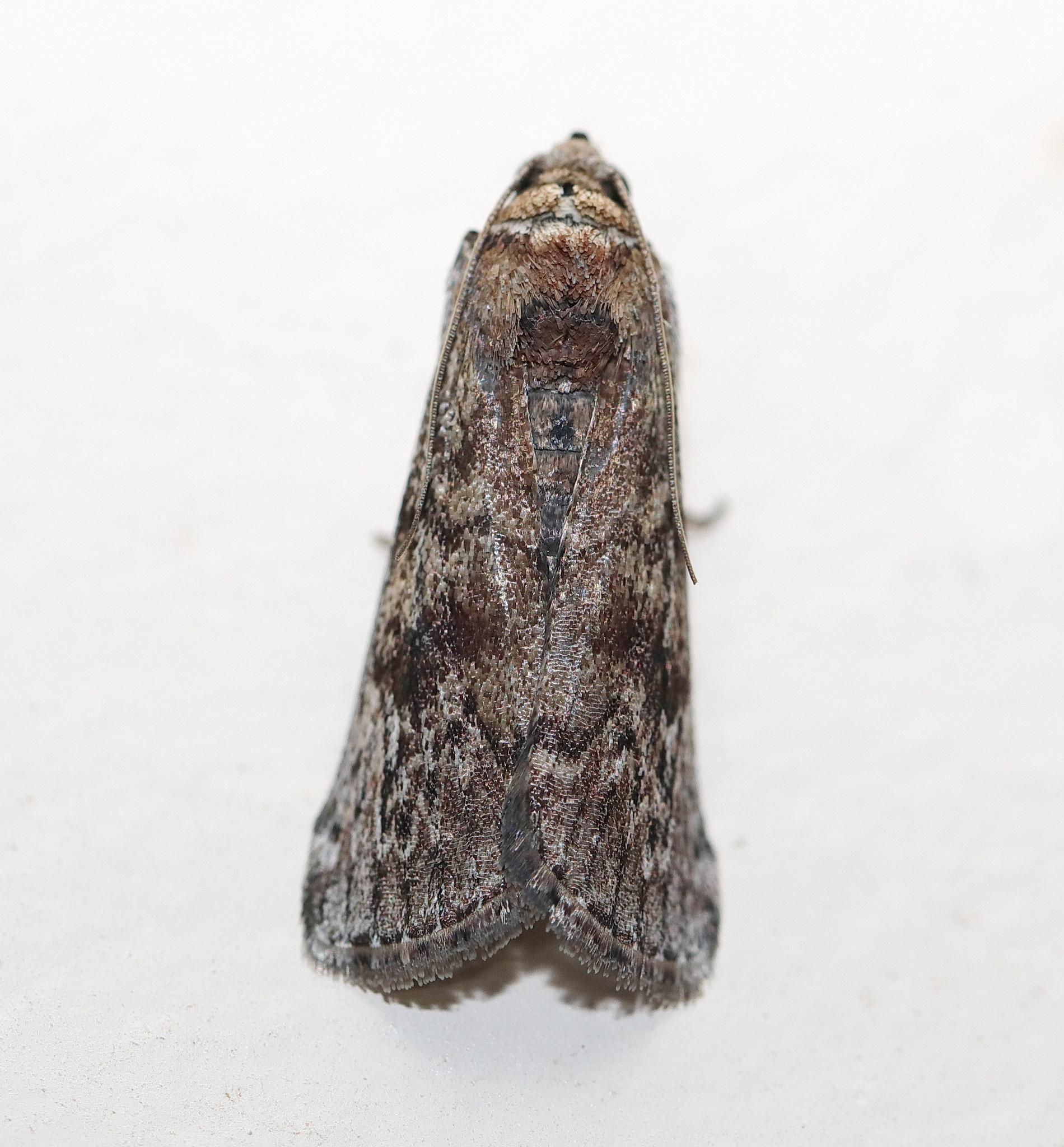 Hypsipyla robusta