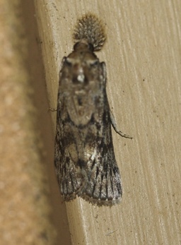 Hypsipyla robusta
