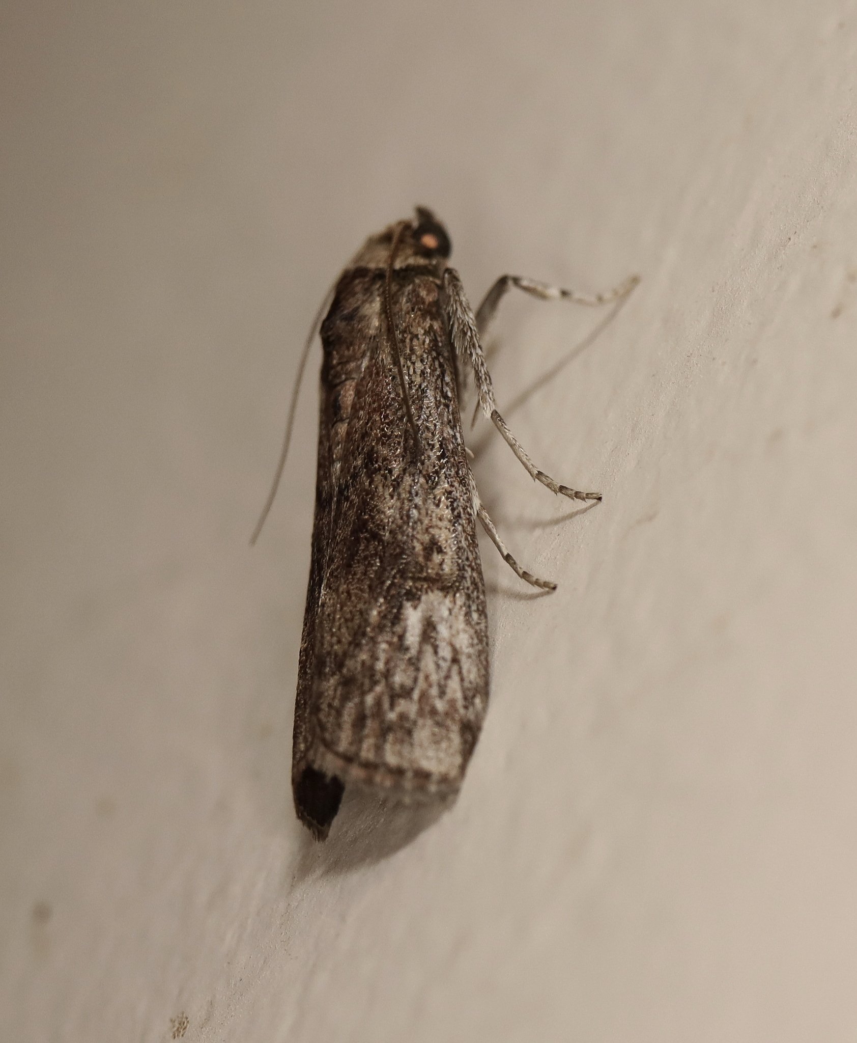 Hypsipyla robusta