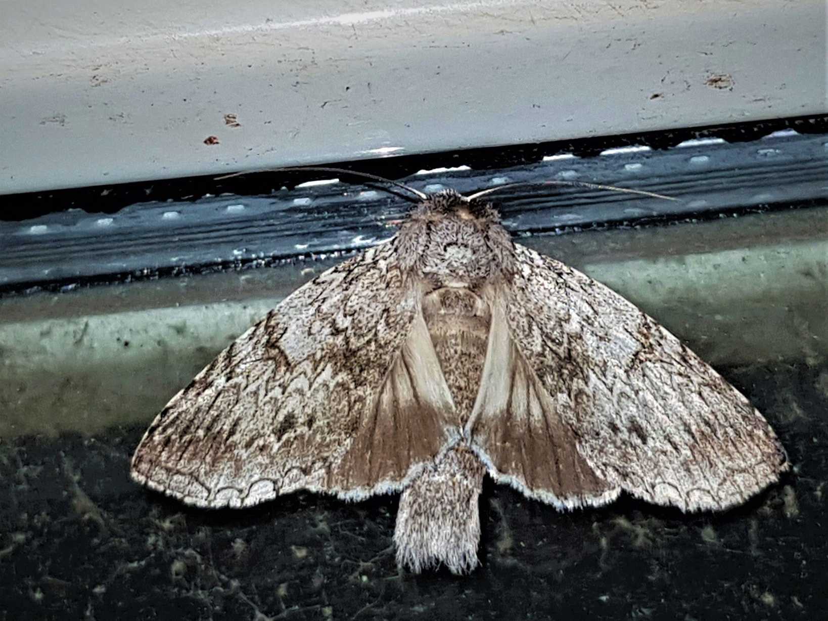 Rifargia distinguenda