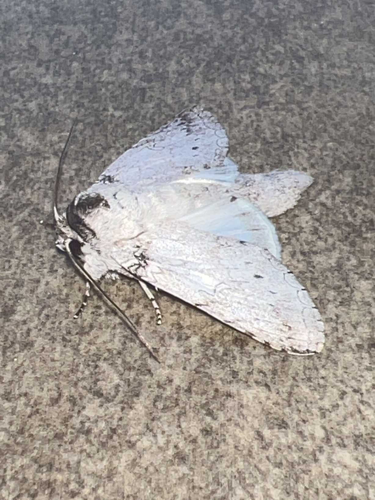 Rifargia distinguenda
