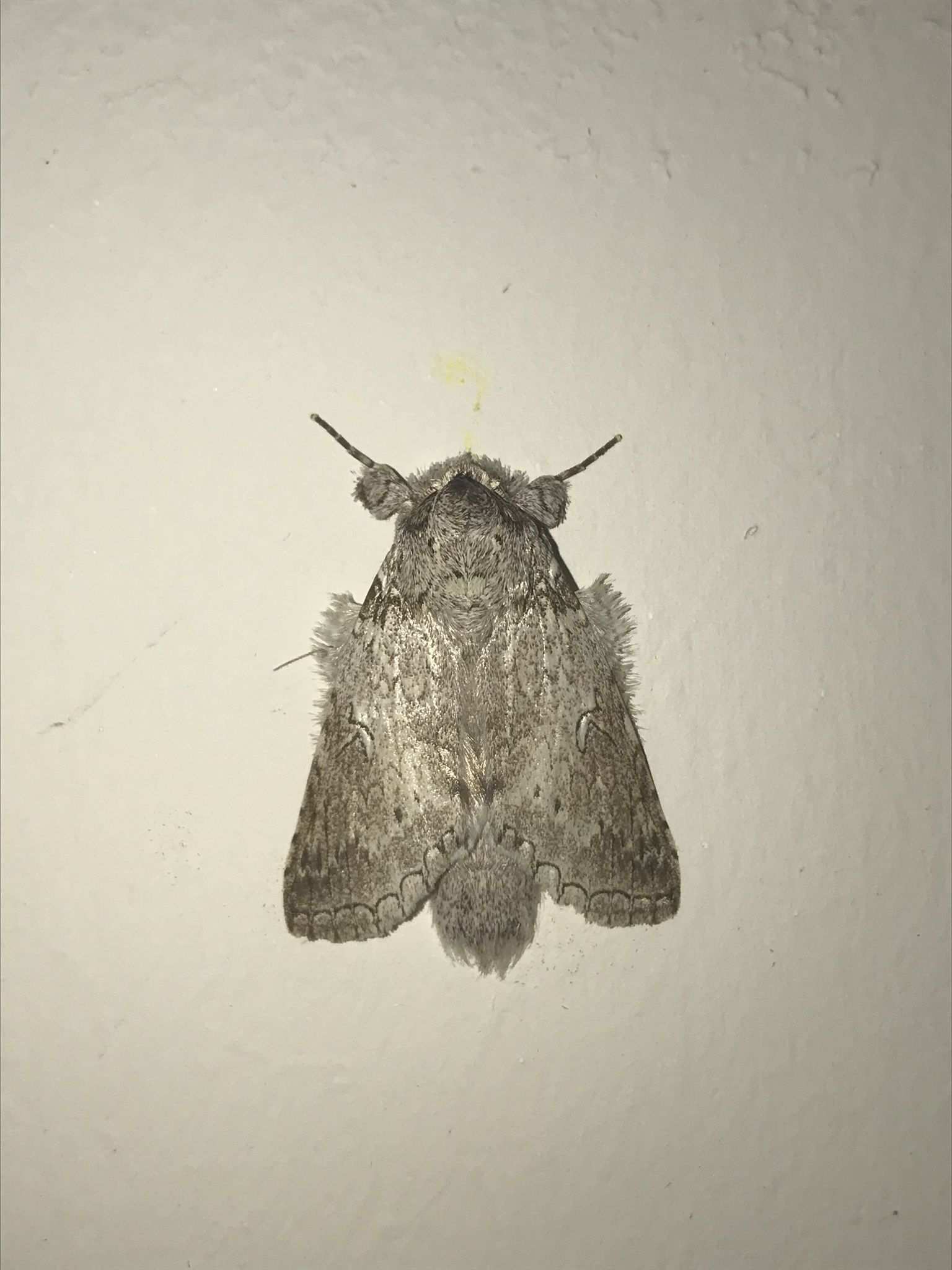 Rifargia distinguenda