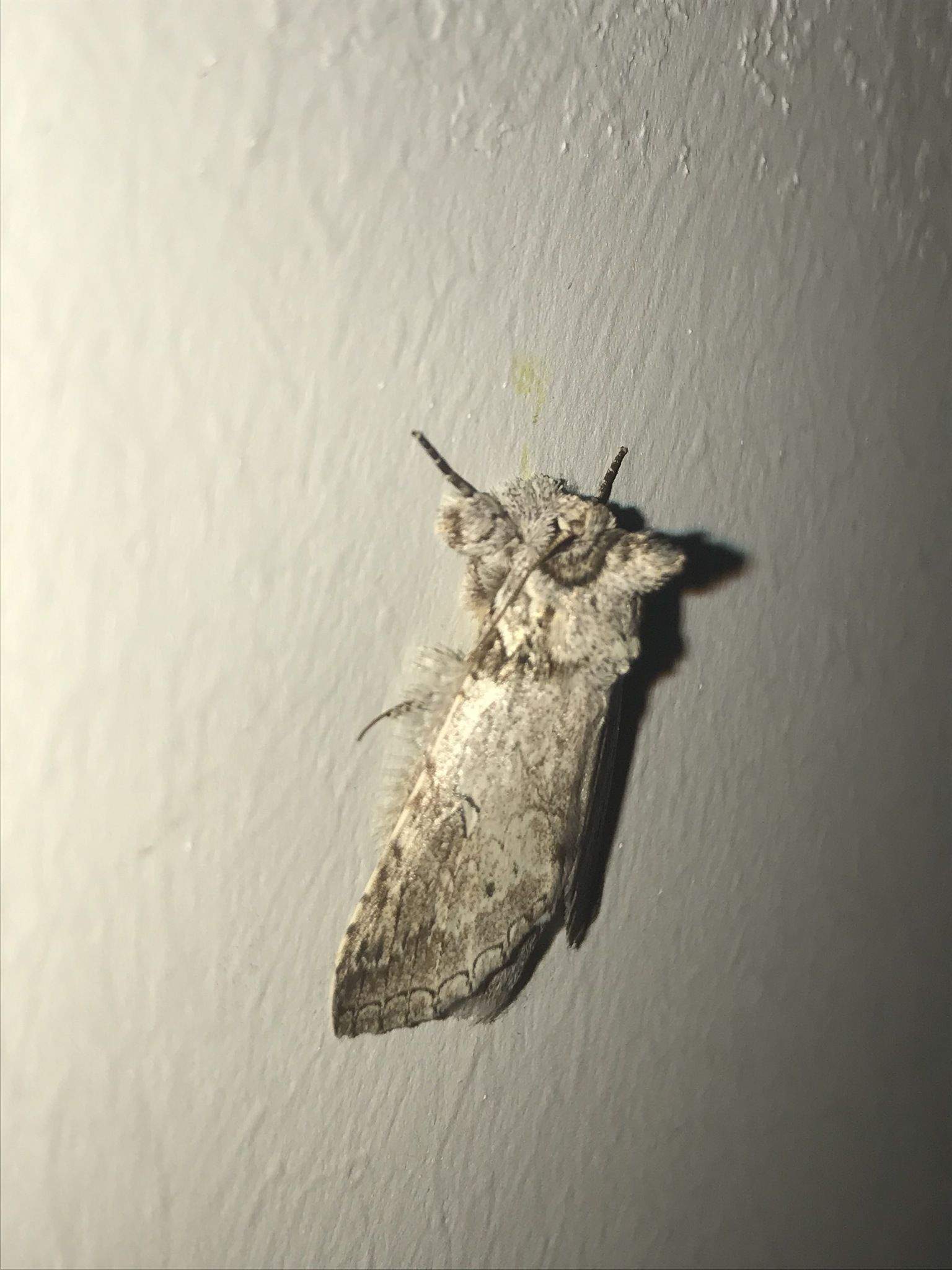Rifargia distinguenda
