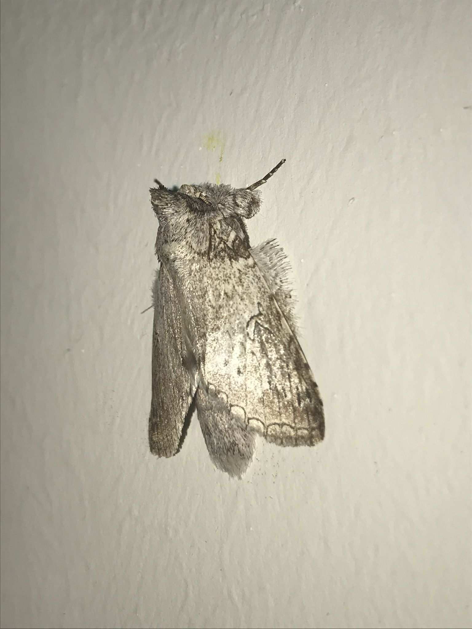 Rifargia distinguenda
