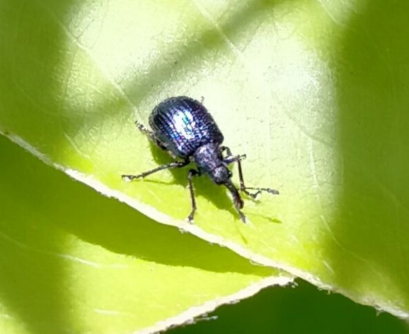 Neocoenorrhinus pauxillus