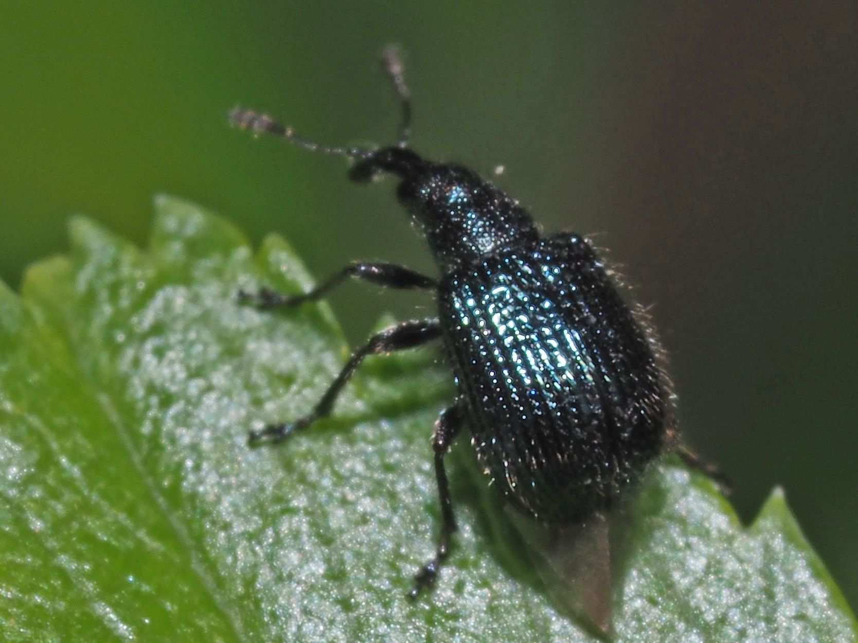 Neocoenorrhinus pauxillus