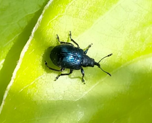 Neocoenorrhinus pauxillus