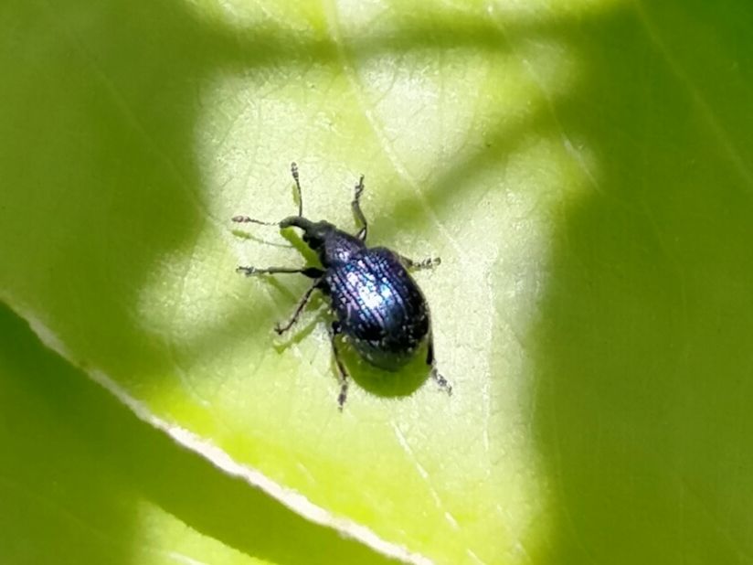 Neocoenorrhinus pauxillus