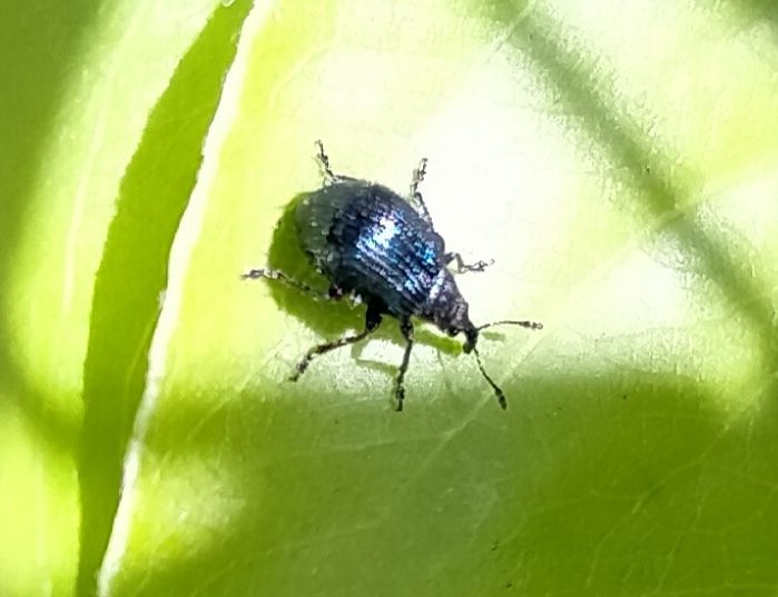 Neocoenorrhinus pauxillus
