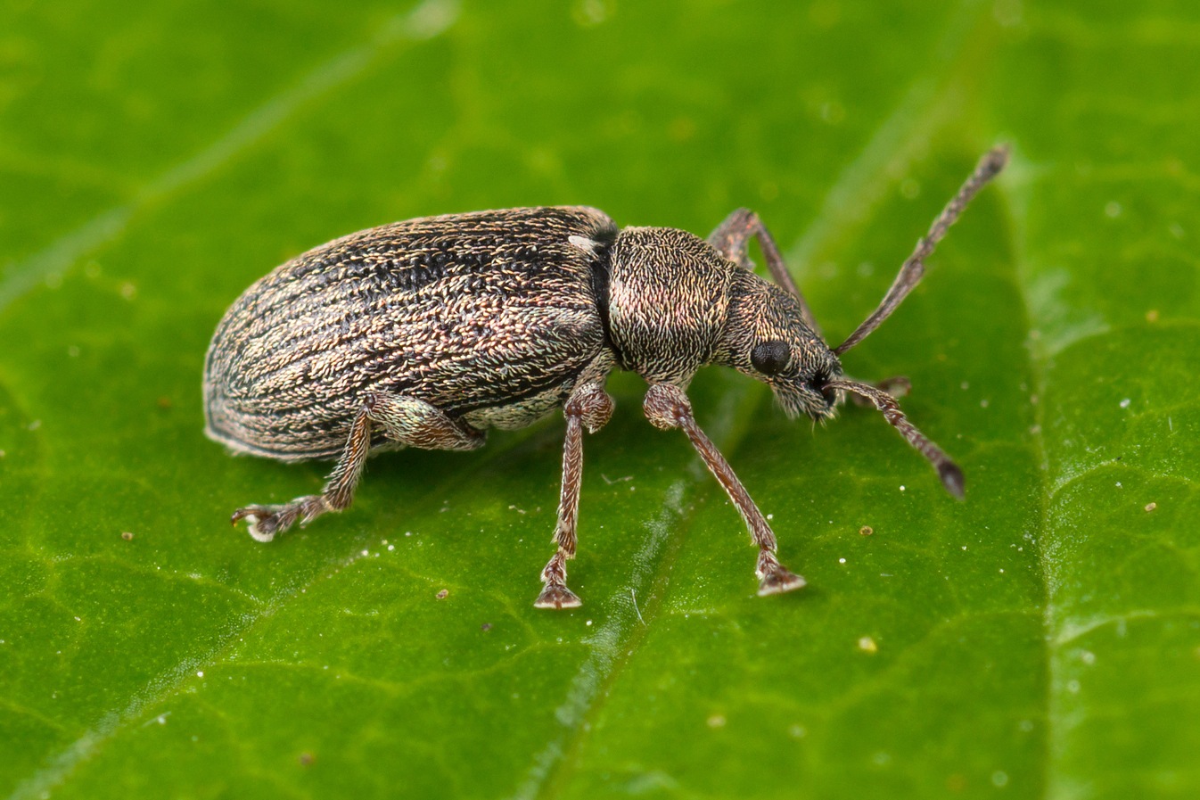Phyllobius pyri