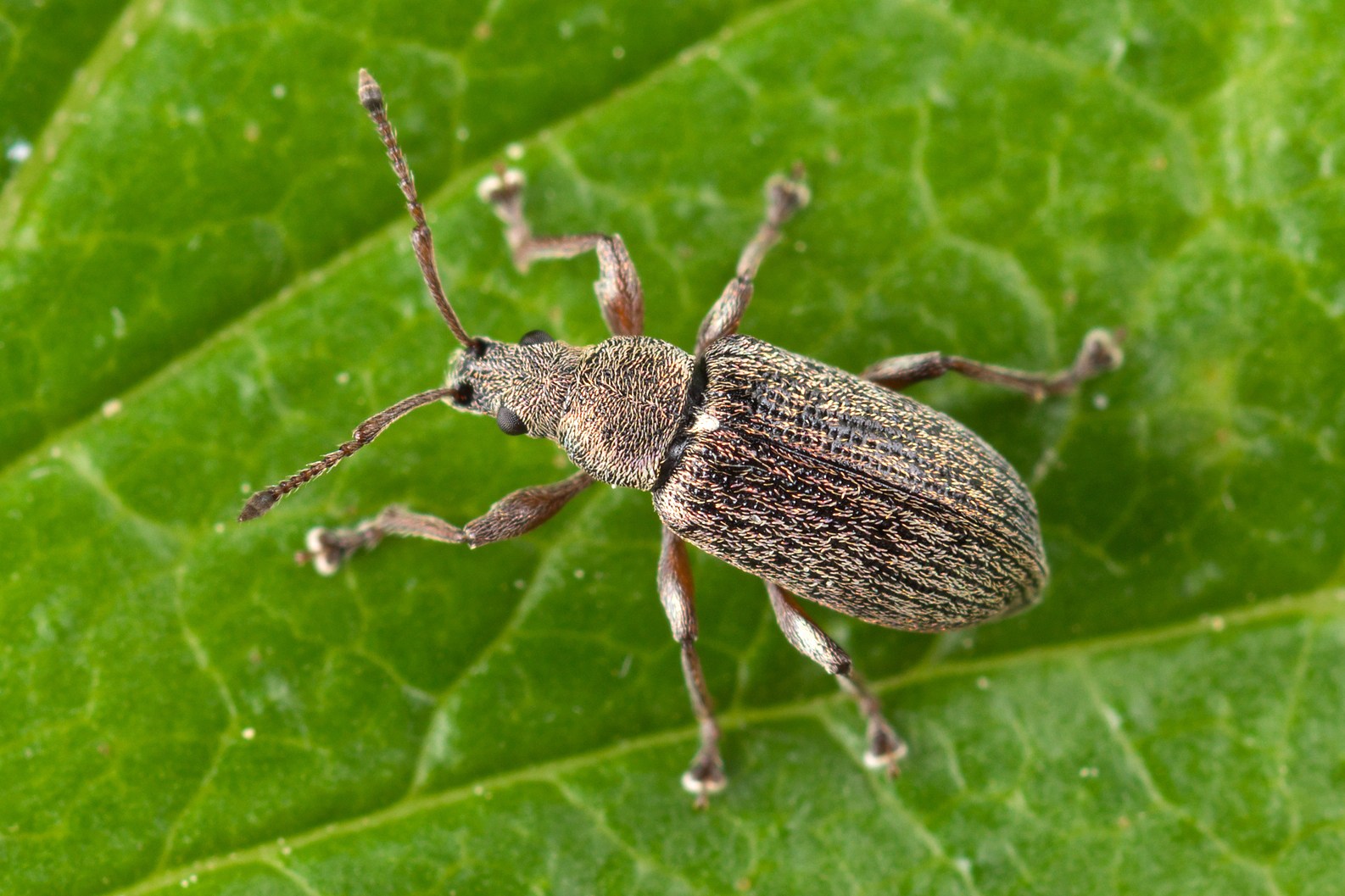 Phyllobius pyri