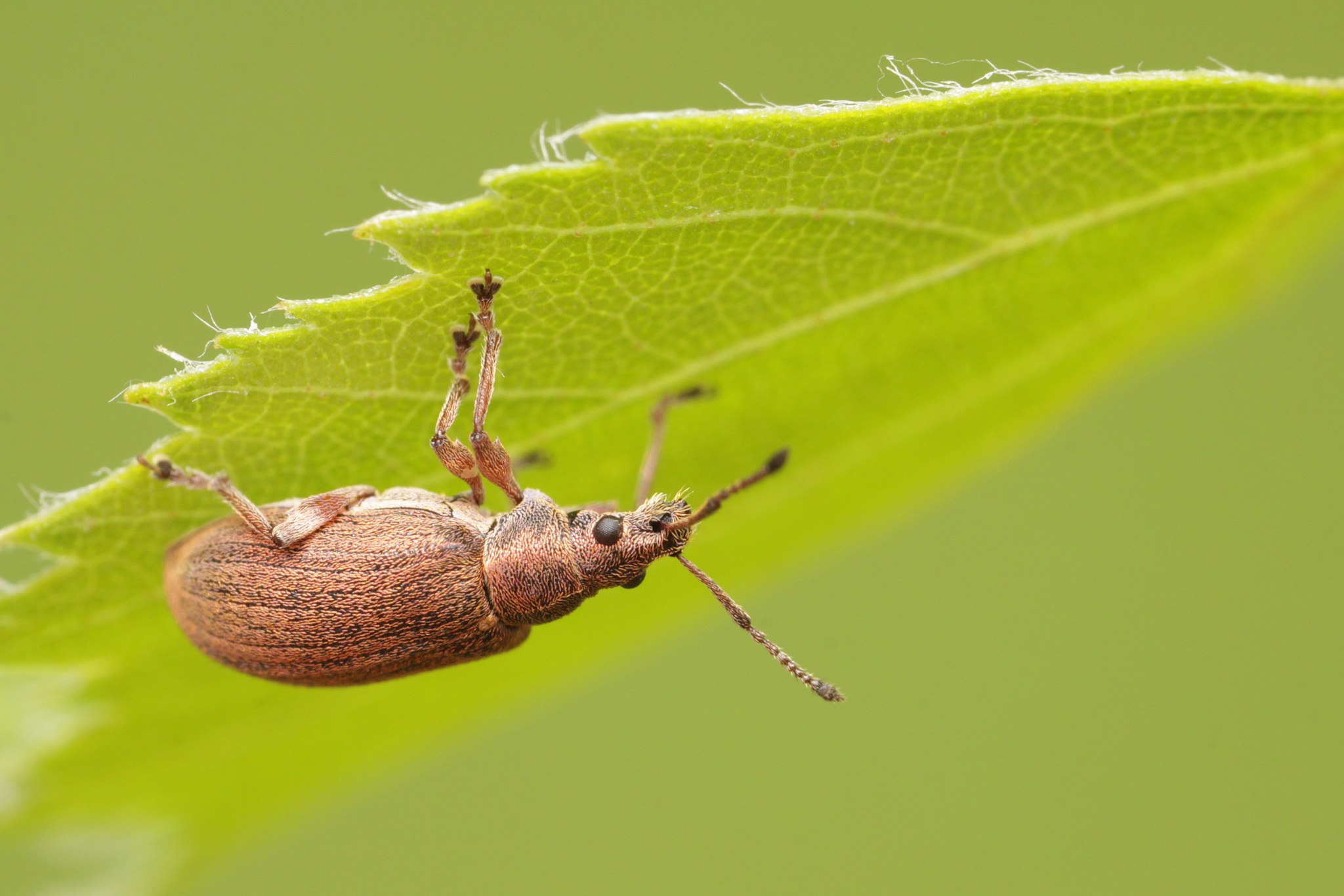 Phyllobius pyri