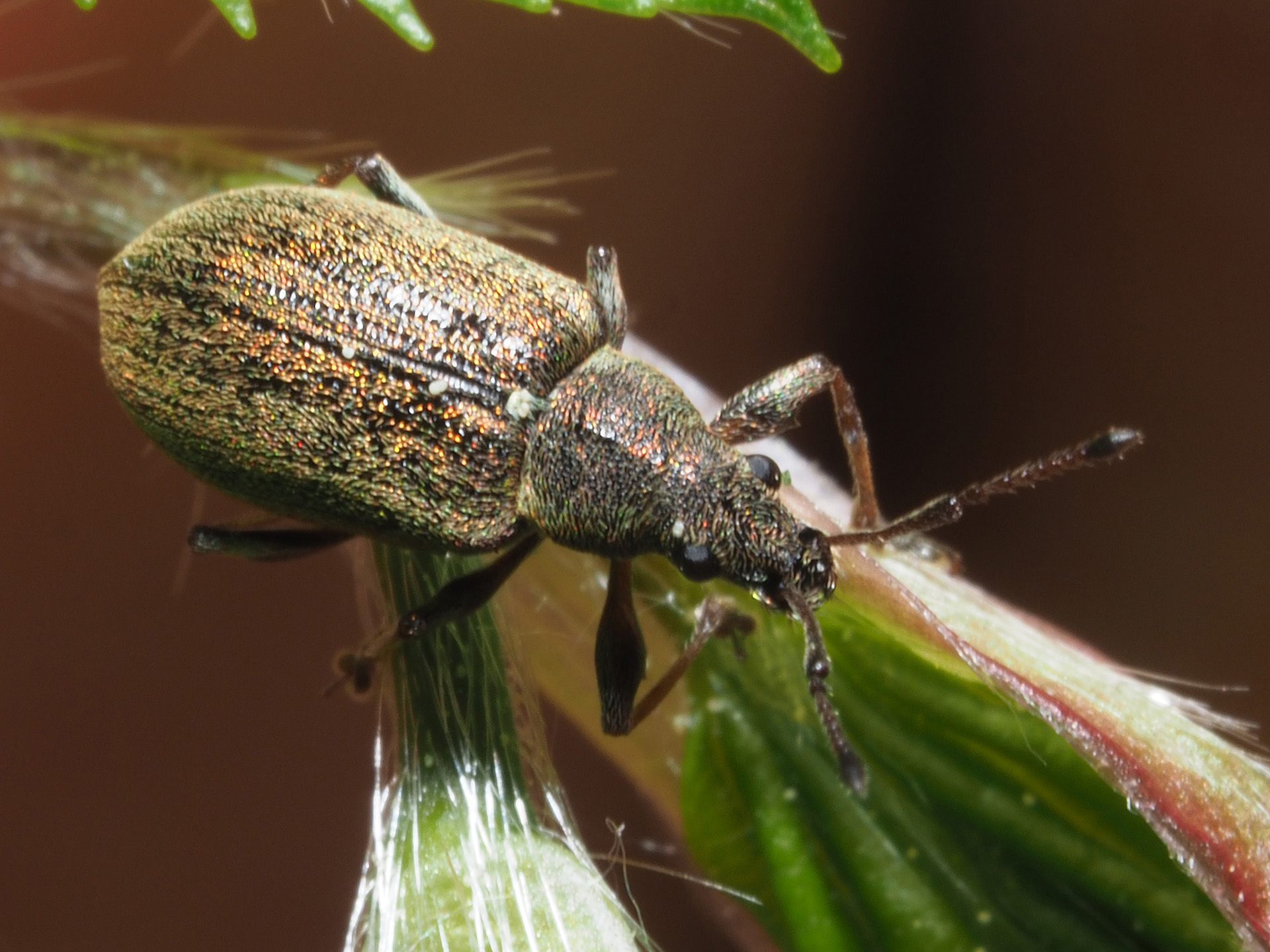 Phyllobius pyri