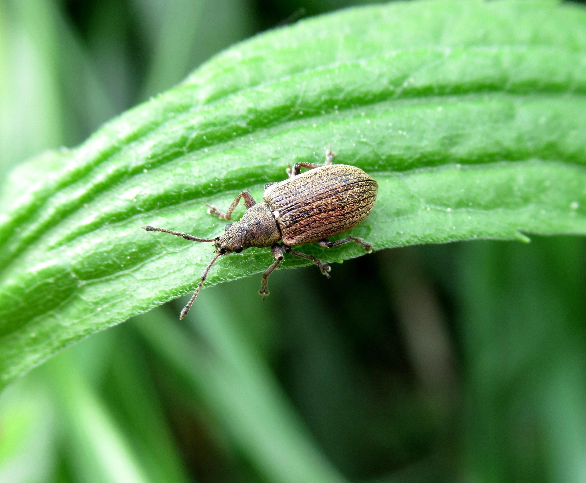 Phyllobius pyri