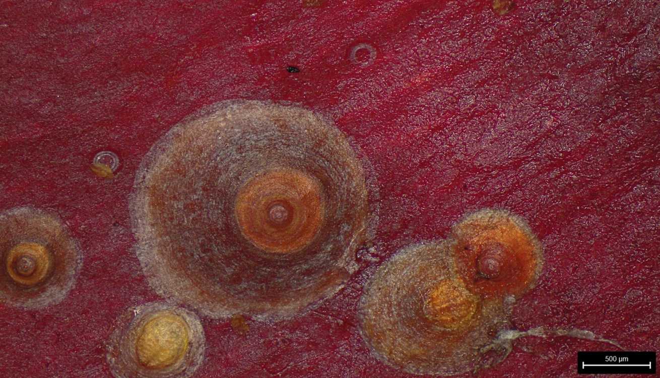 Pseudaonidia corbetti