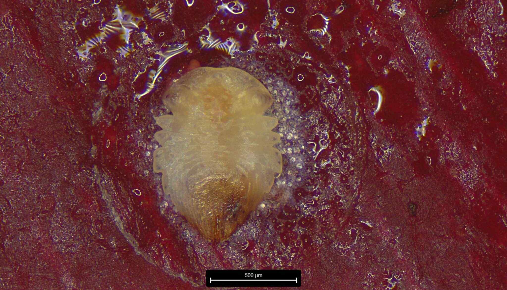 Pseudaonidia corbetti
