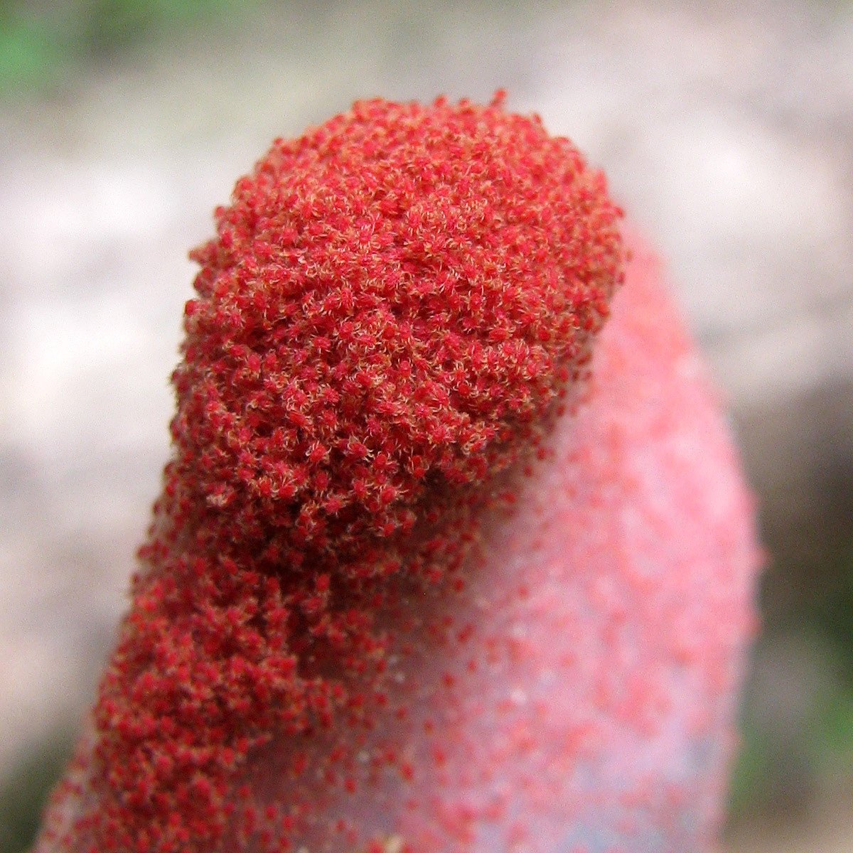 Tetranychus urticae