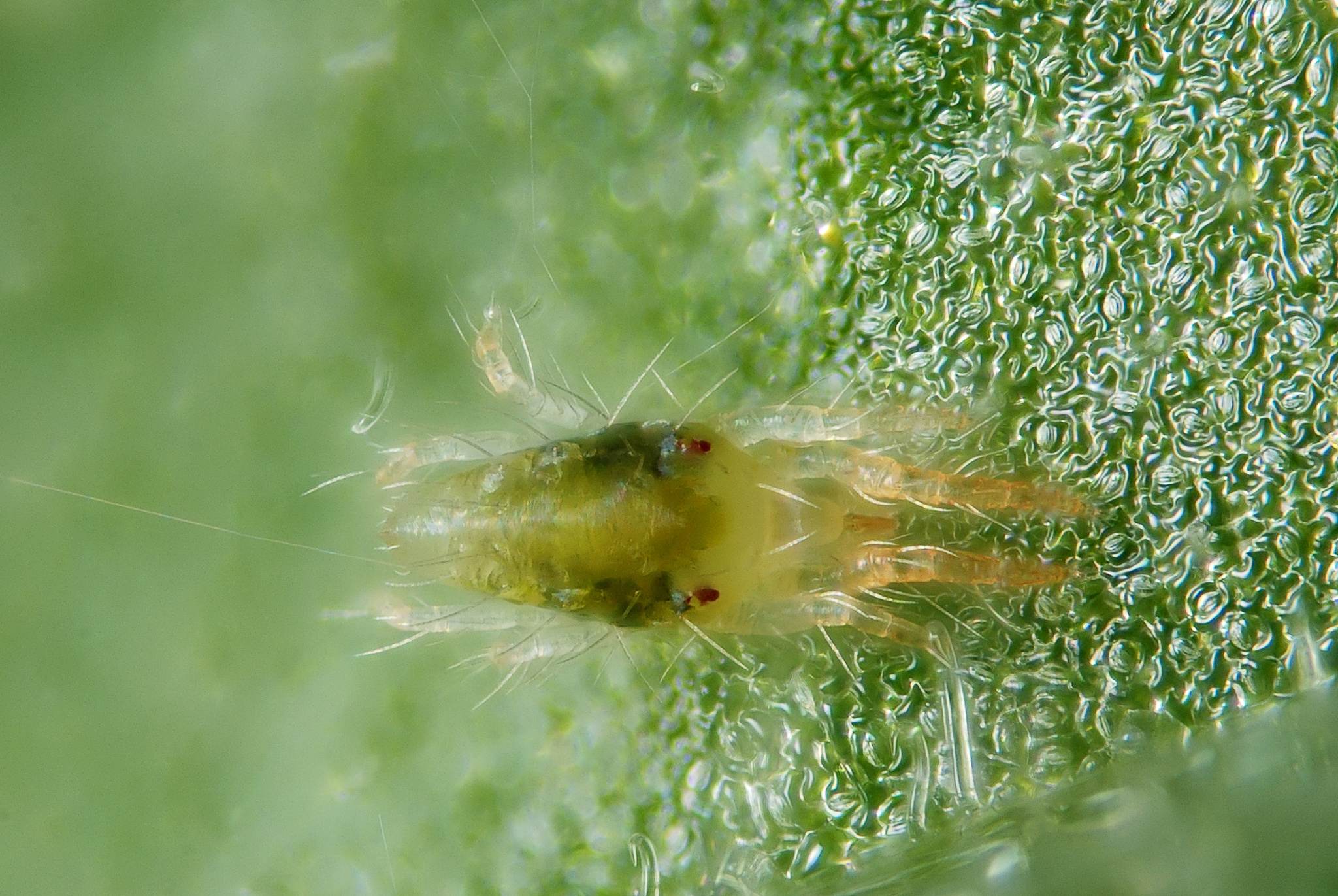 Tetranychus urticae