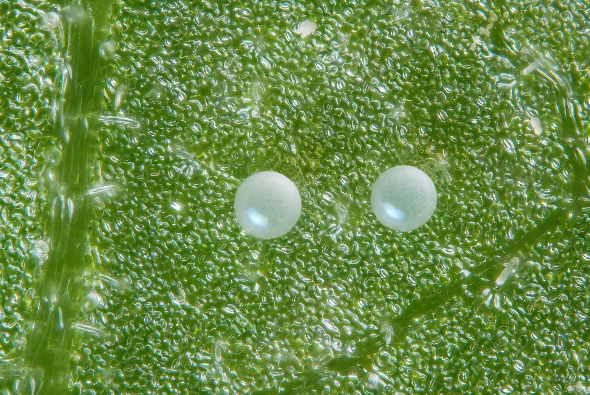Tetranychus urticae