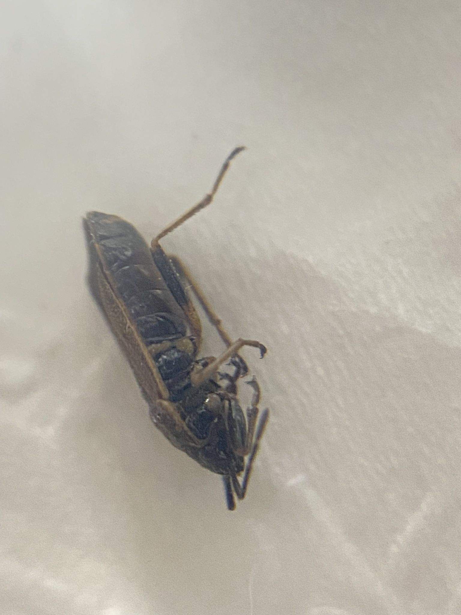 Pyrrhocoris sibiricus