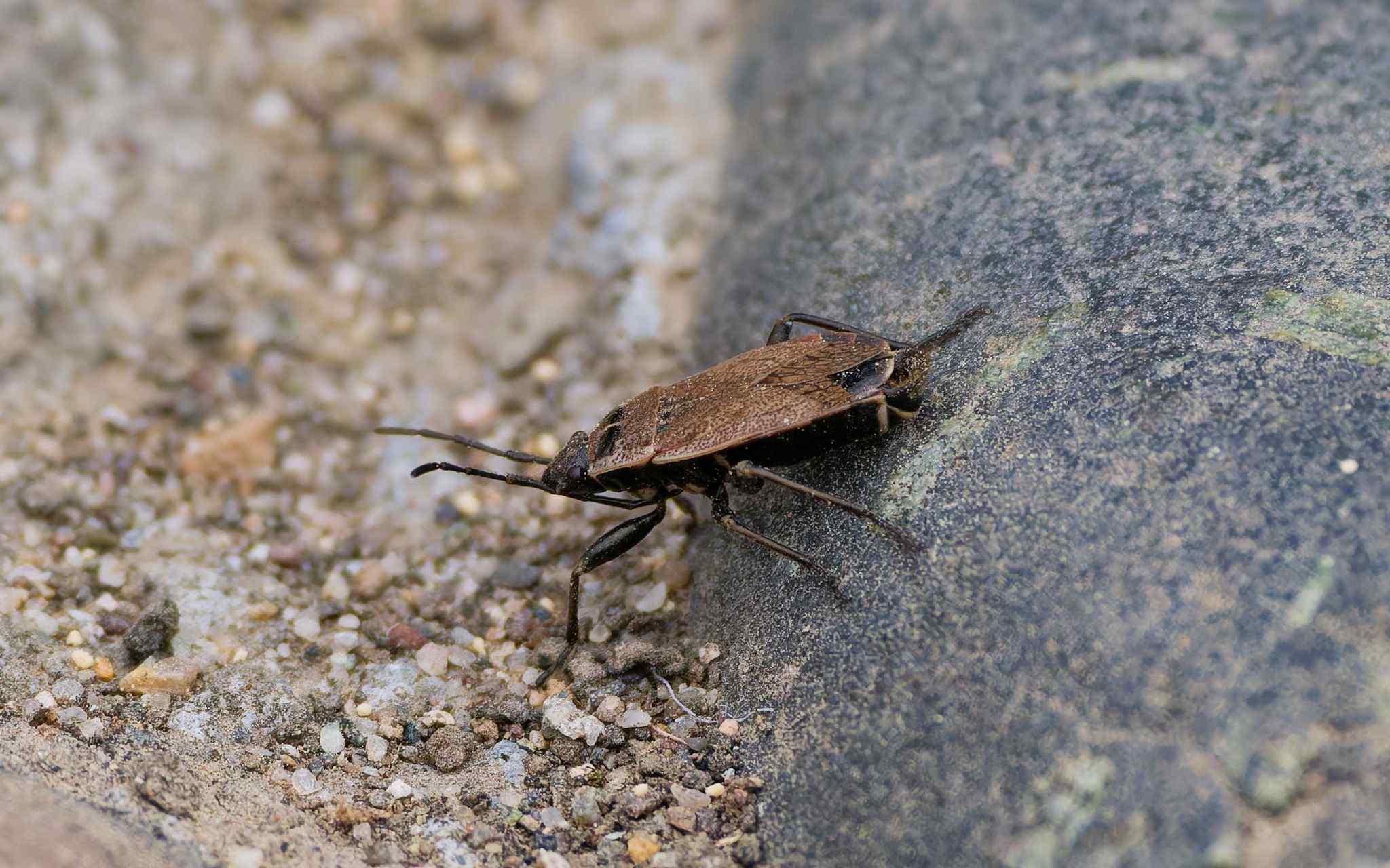 Pyrrhocoris sibiricus