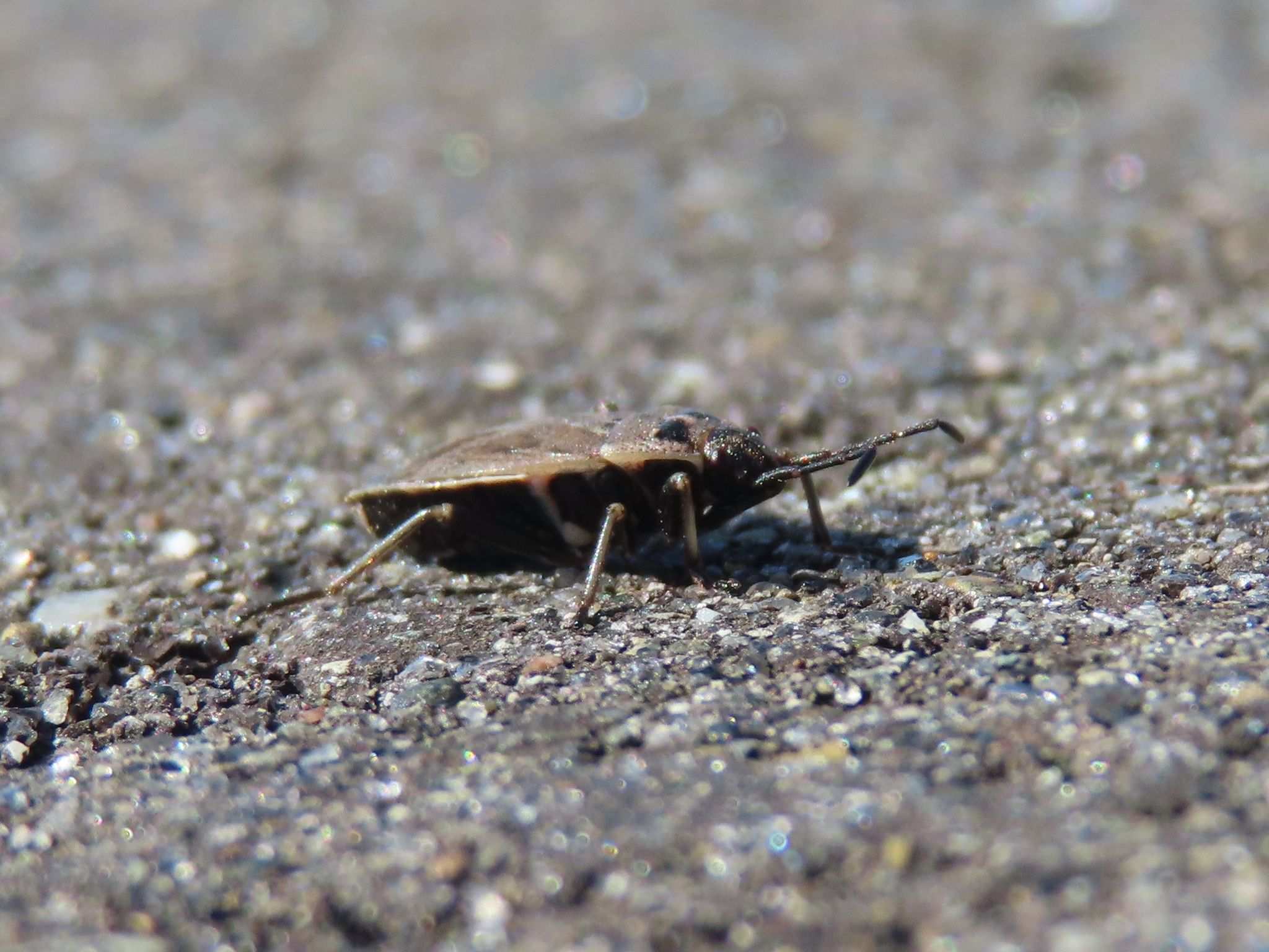 Pyrrhocoris sibiricus