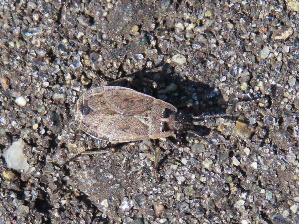 Pyrrhocoris sibiricus