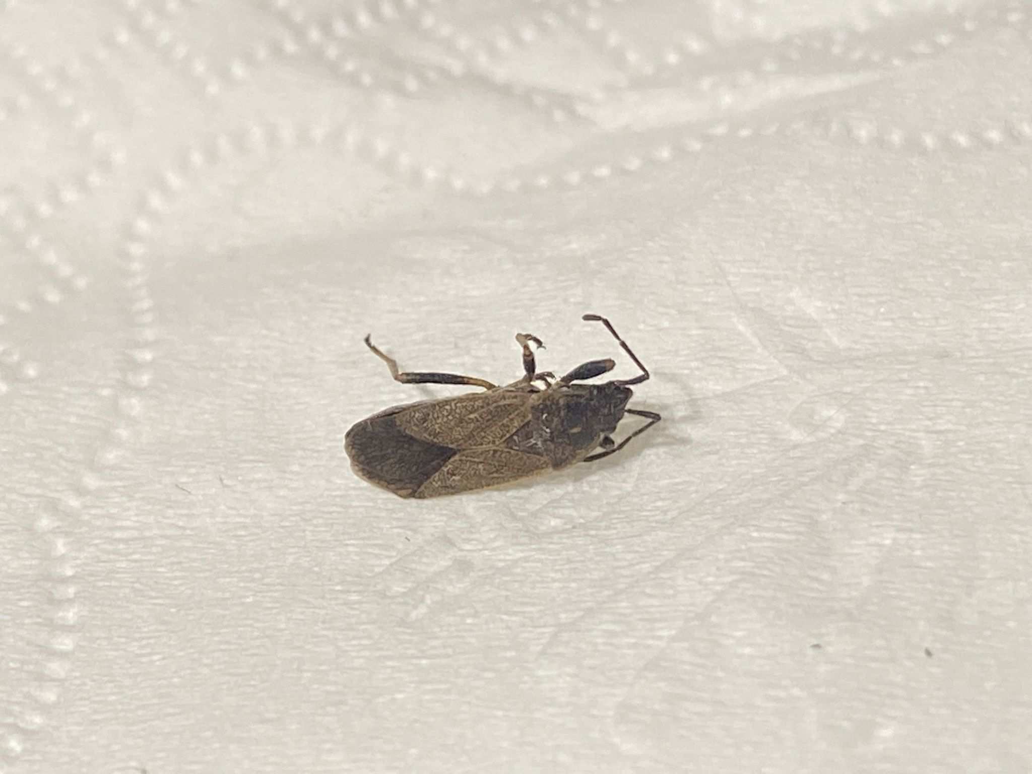 Pyrrhocoris sibiricus