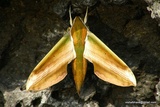 Theretra nessus