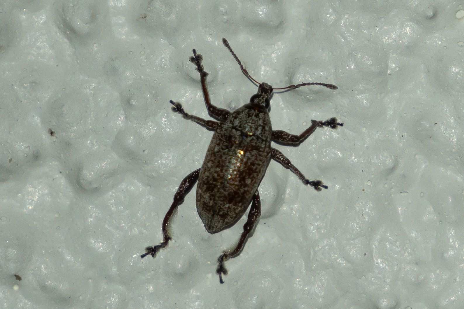 Lachnopus curvipes