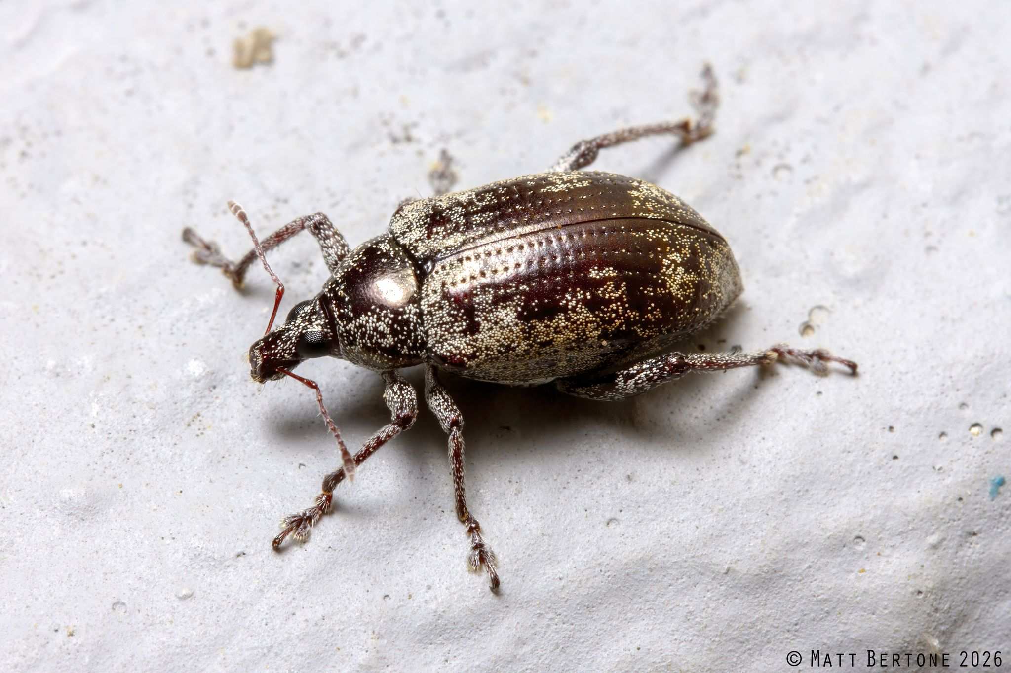 Lachnopus curvipes