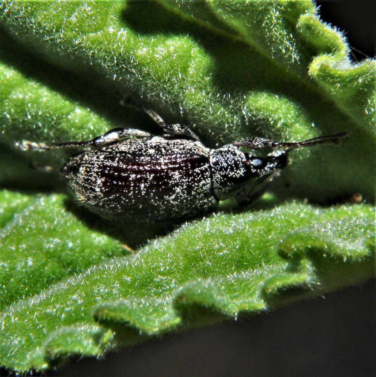 Lachnopus curvipes