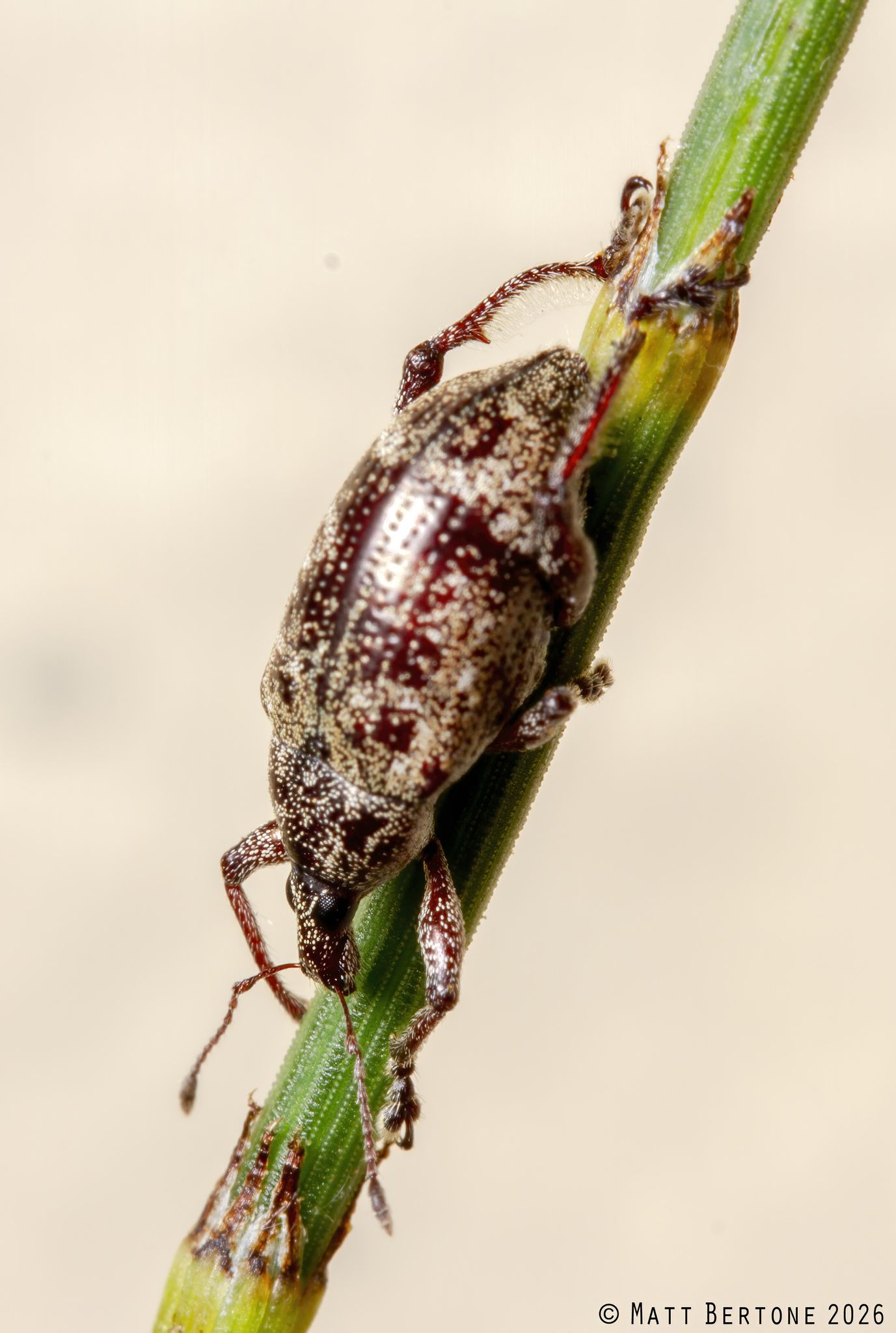 Lachnopus curvipes
