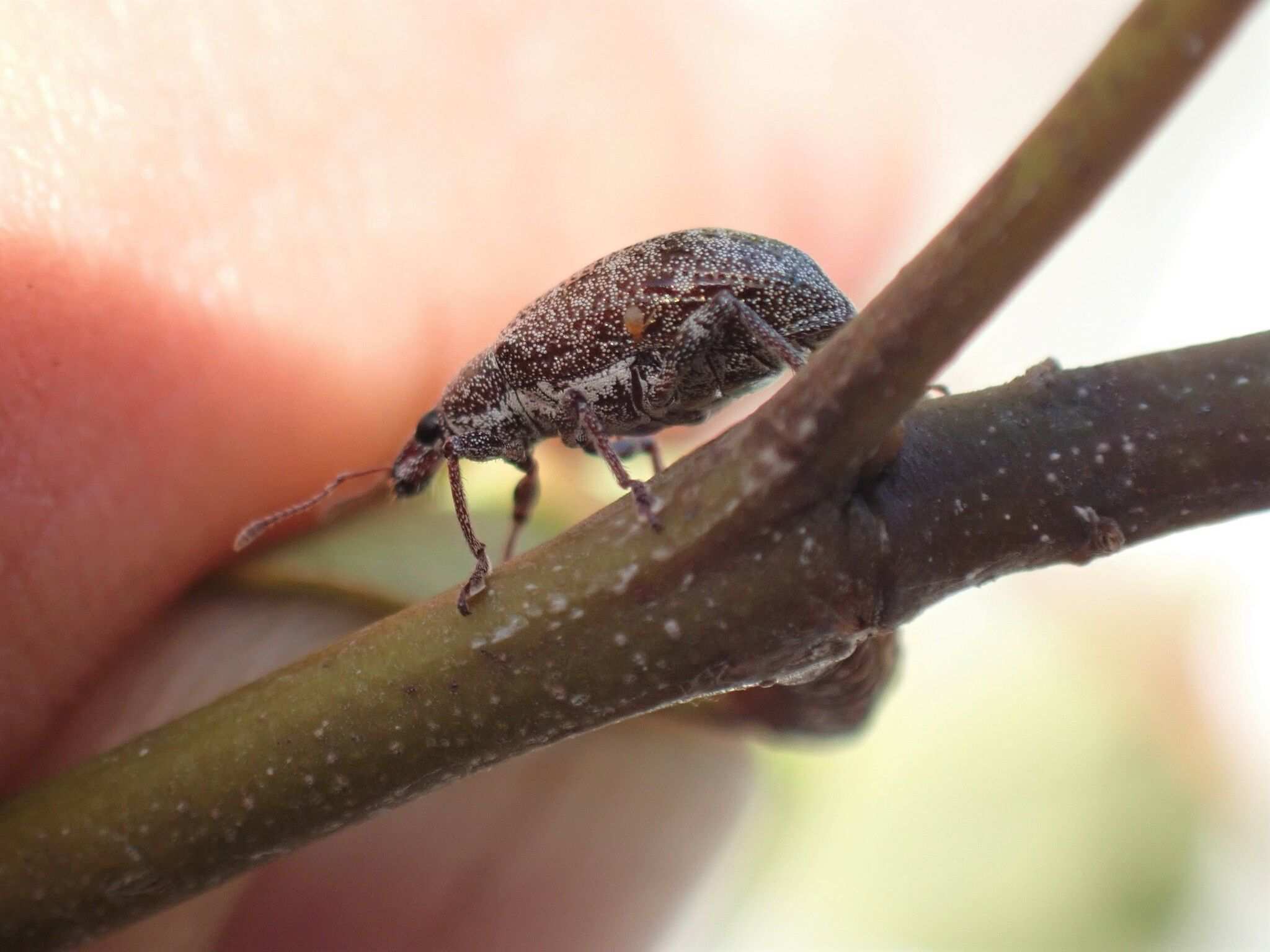 Lachnopus curvipes