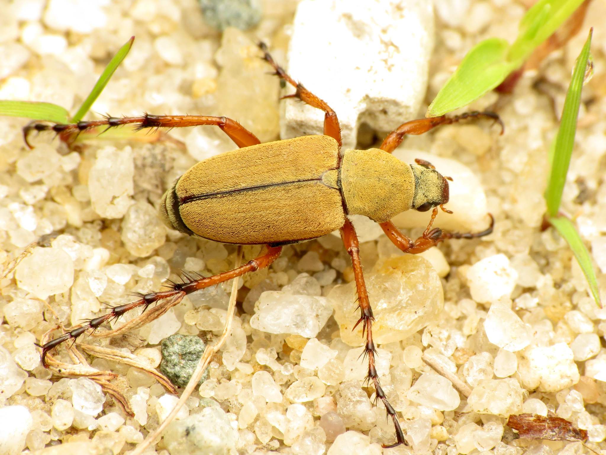 Macrodactylus subspinosus
