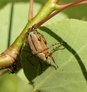 Macrodactylus subspinosus