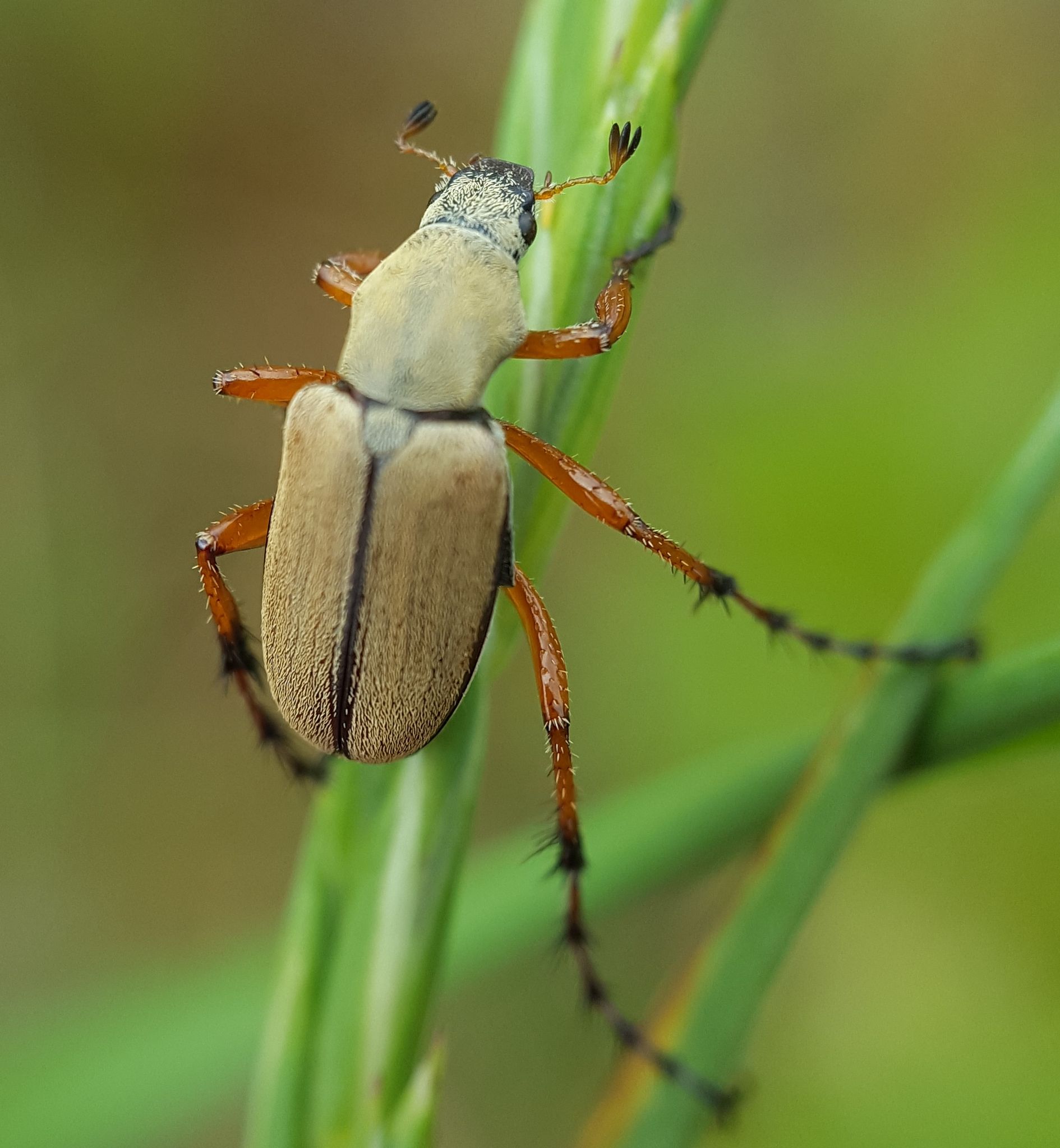 Macrodactylus subspinosus