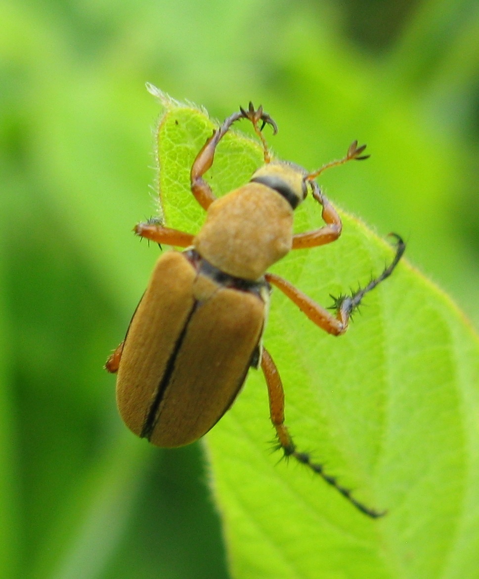 Macrodactylus subspinosus