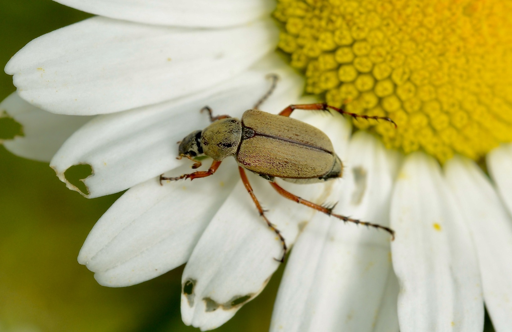 Macrodactylus subspinosus